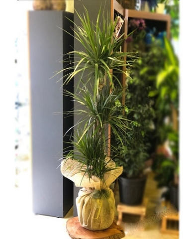 3-koklu-marginata